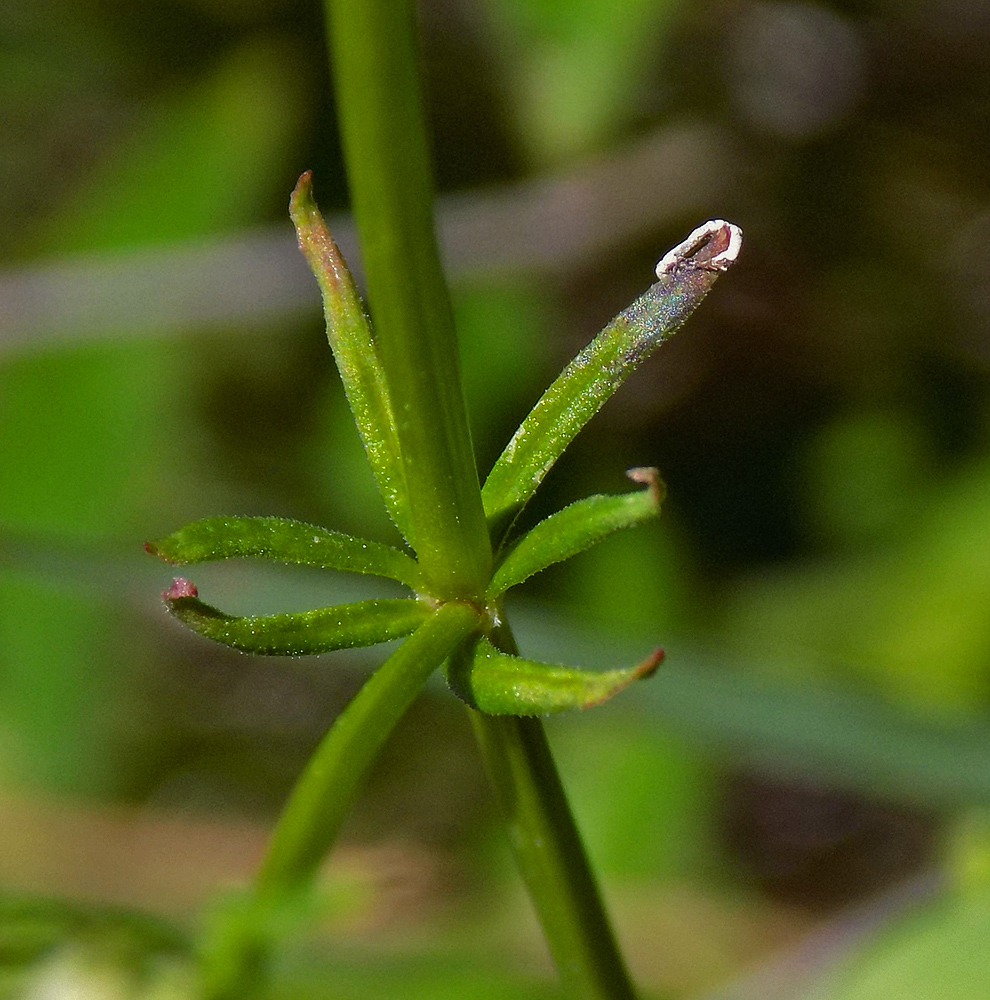 Изображение особи Galium tenuissimum.