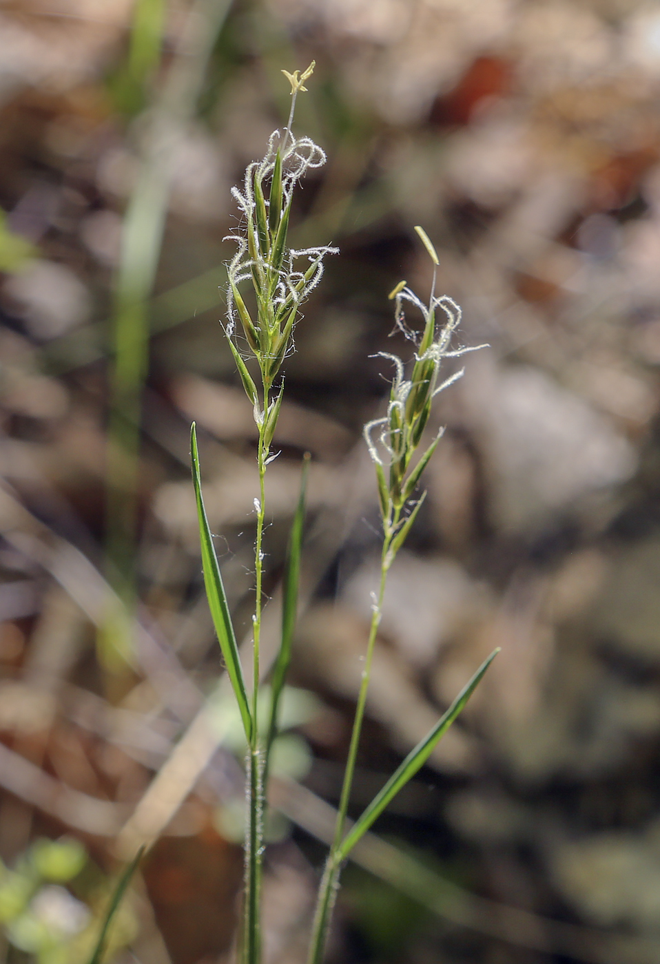 Image of Anthoxanthum odoratum specimen.