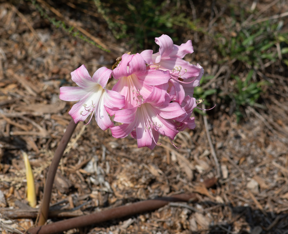 Изображение особи Amaryllis belladonna.