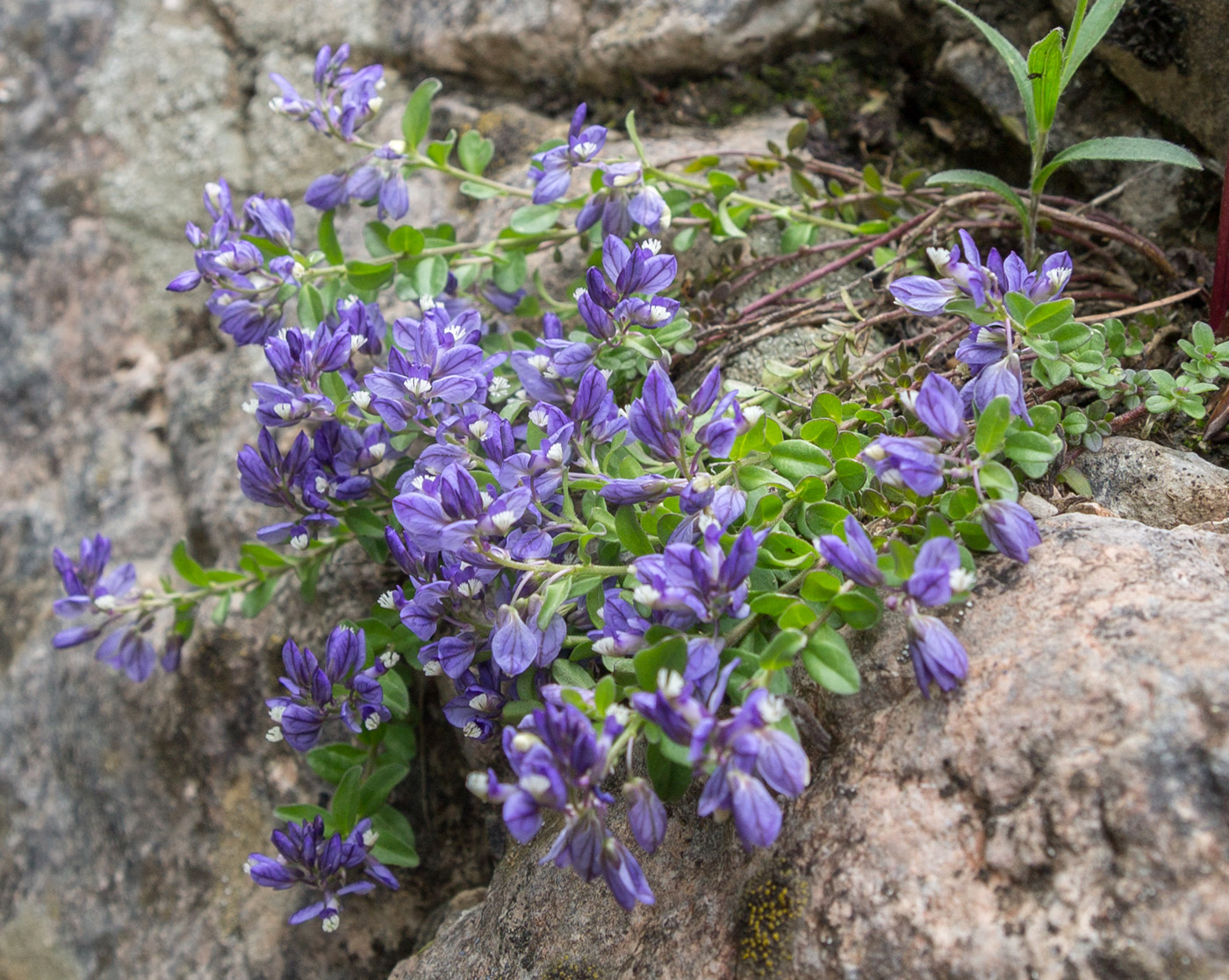 Image of Polygala supina specimen.