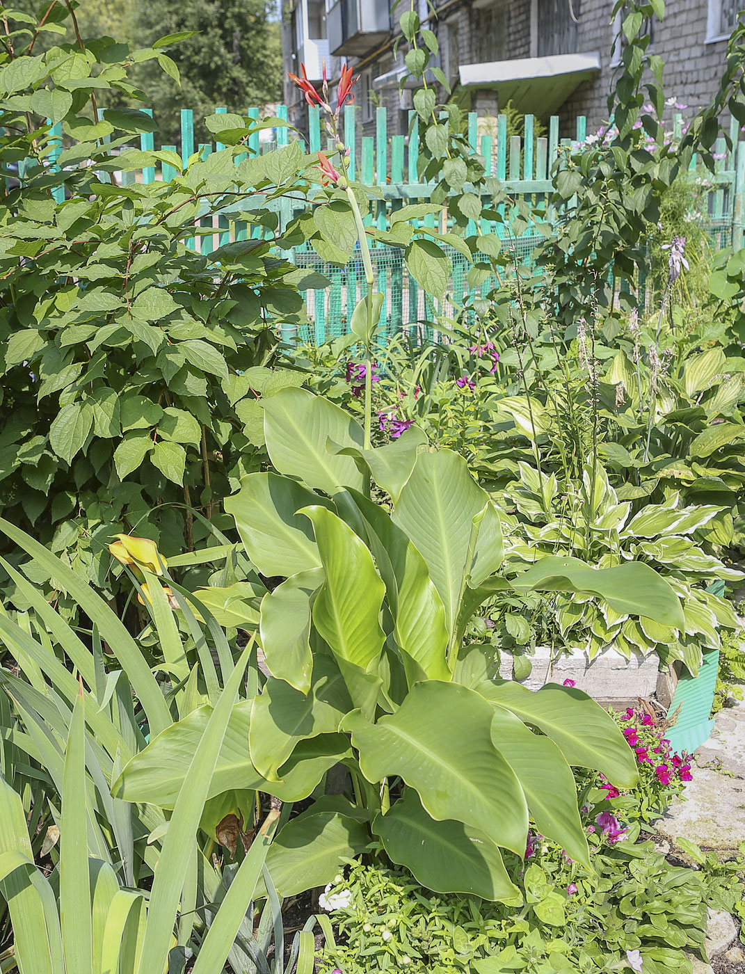 Image of Canna indica specimen.