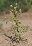 Plantago arenaria