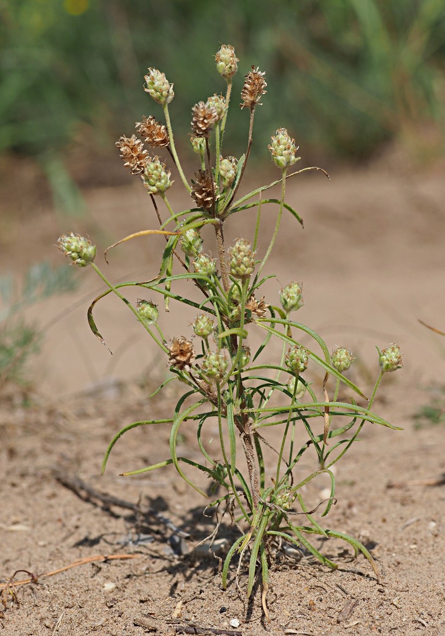 Image of Plantago arenaria specimen.