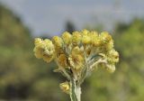 Helichrysum arenarium. Общее соцветие. Крым, г. Симферополь, окр. мкр-на Пневматика, склон куэсты. 21.08.2021.