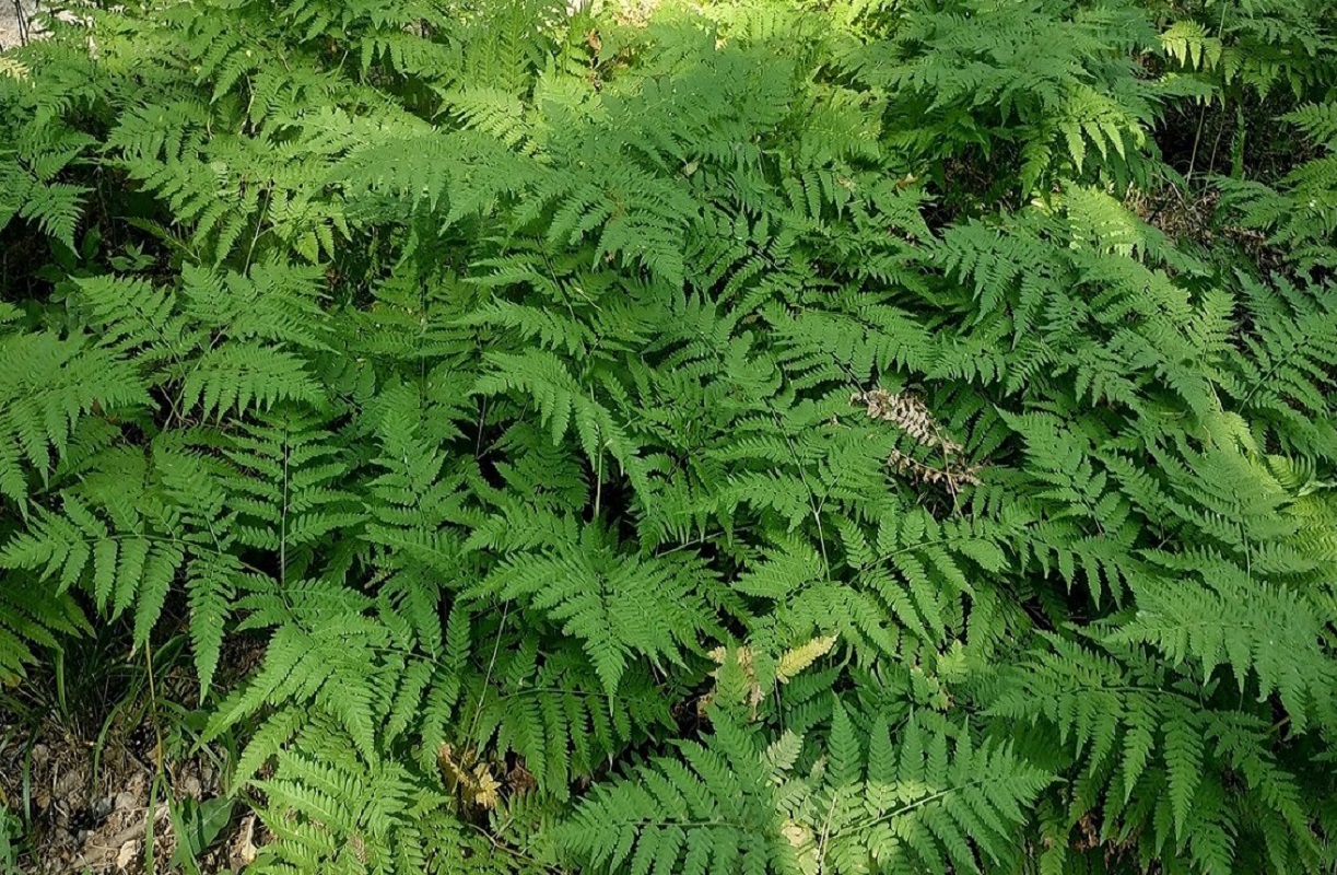 Изображение особи Pteridium pinetorum ssp. sibiricum.