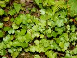 Hydrocotyle ranunculoides