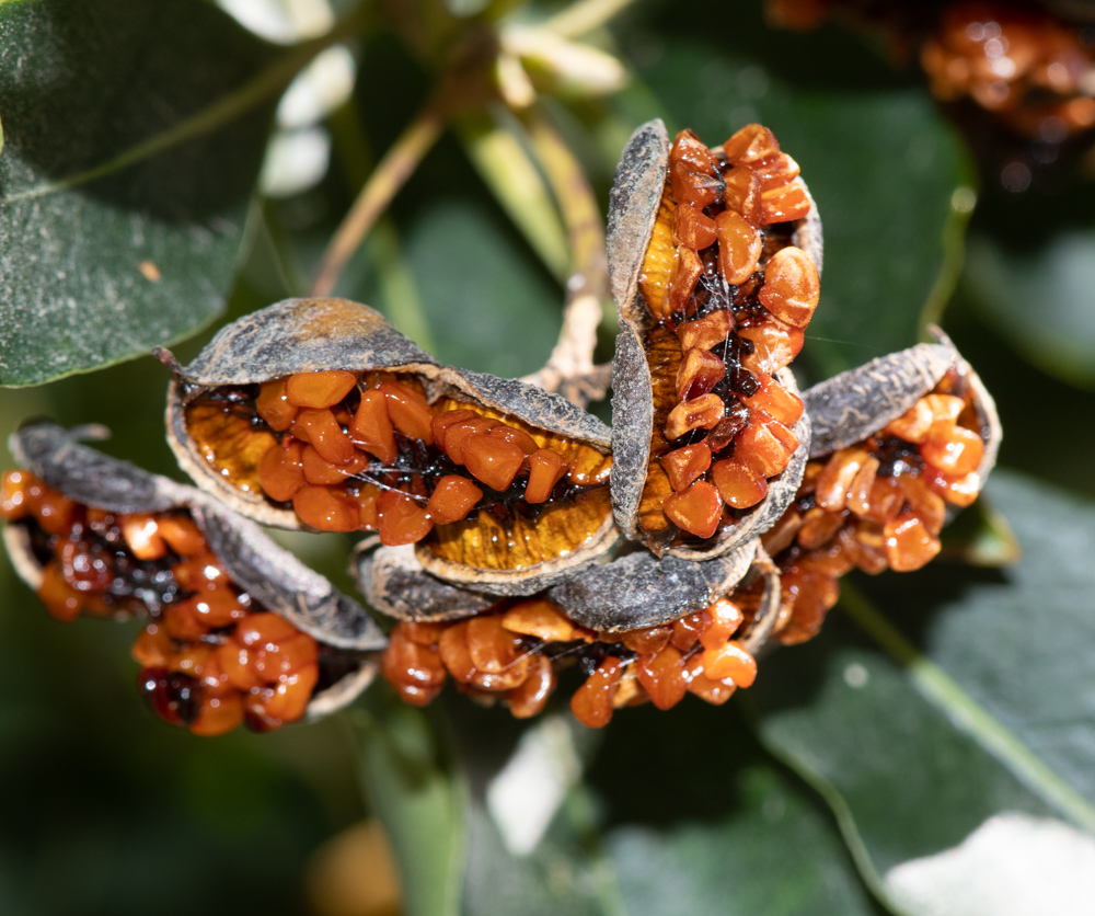 Image of Pittosporum undulatum specimen.