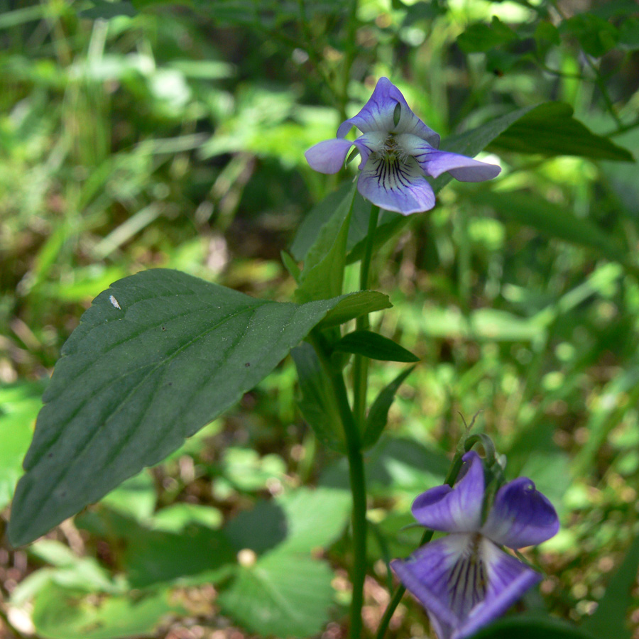 Изображение особи Viola ruppii.