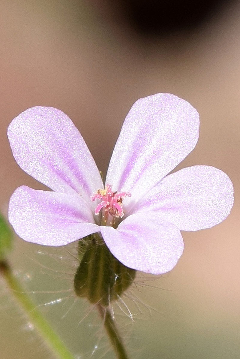 Image of Geranium robertianum specimen.