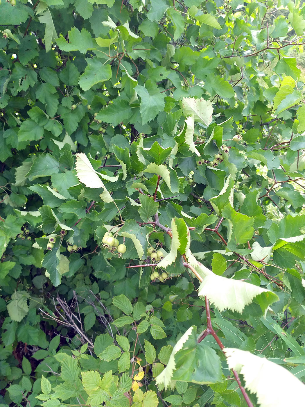 Изображение особи Crataegus submollis.