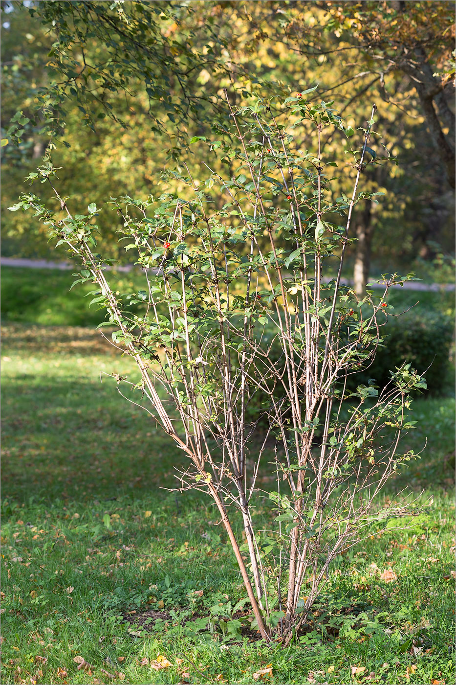 Image of Lonicera ferdinandi specimen.