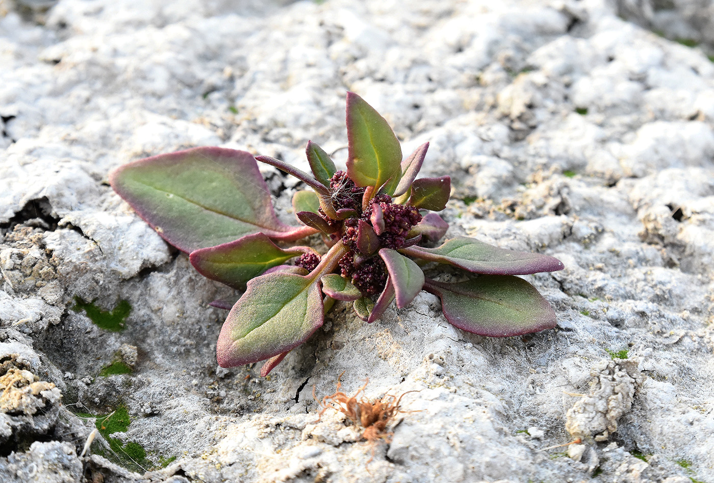 Image of Oxybasis chenopodioides specimen.