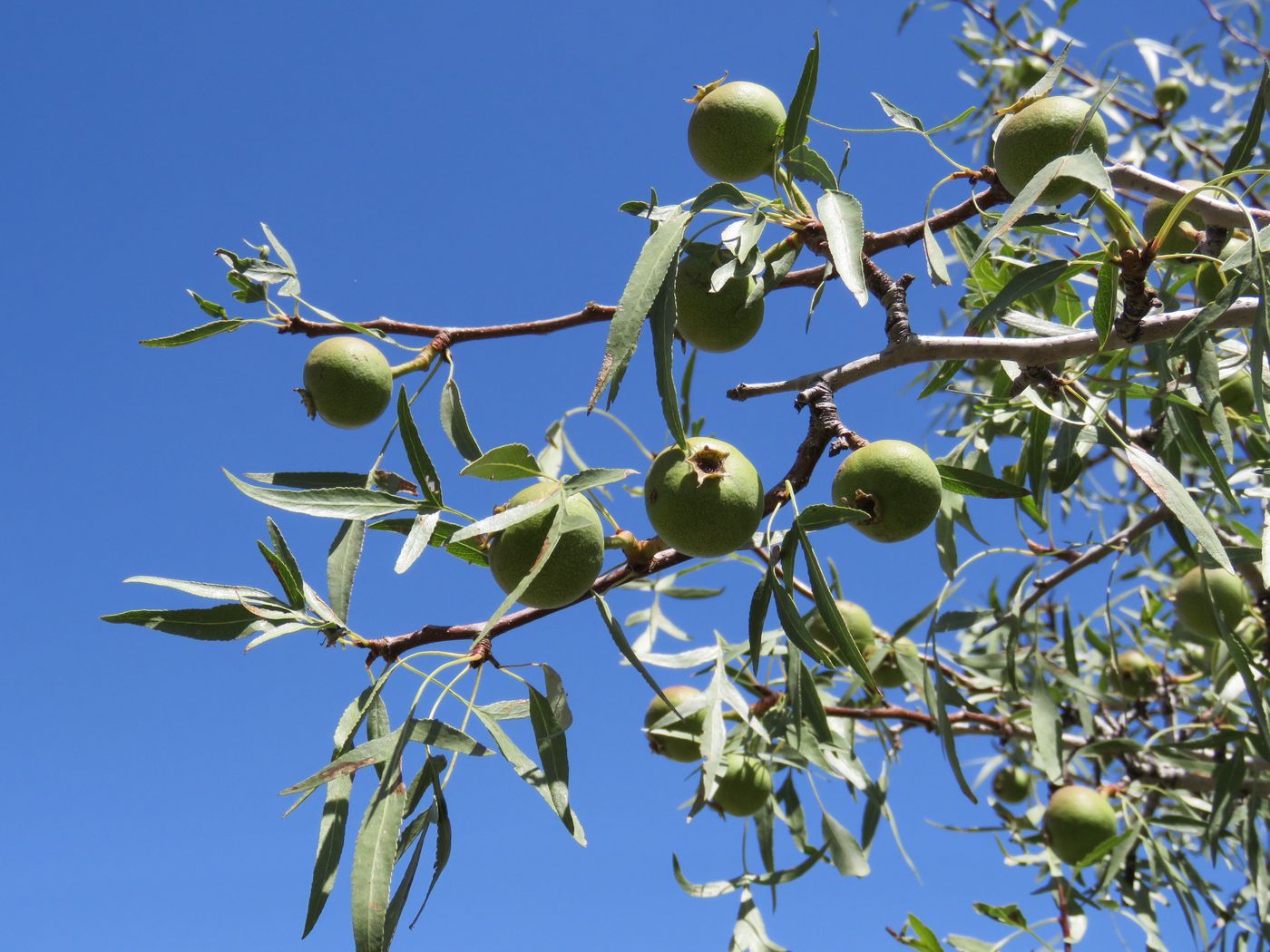 Image of Pyrus regelii specimen.