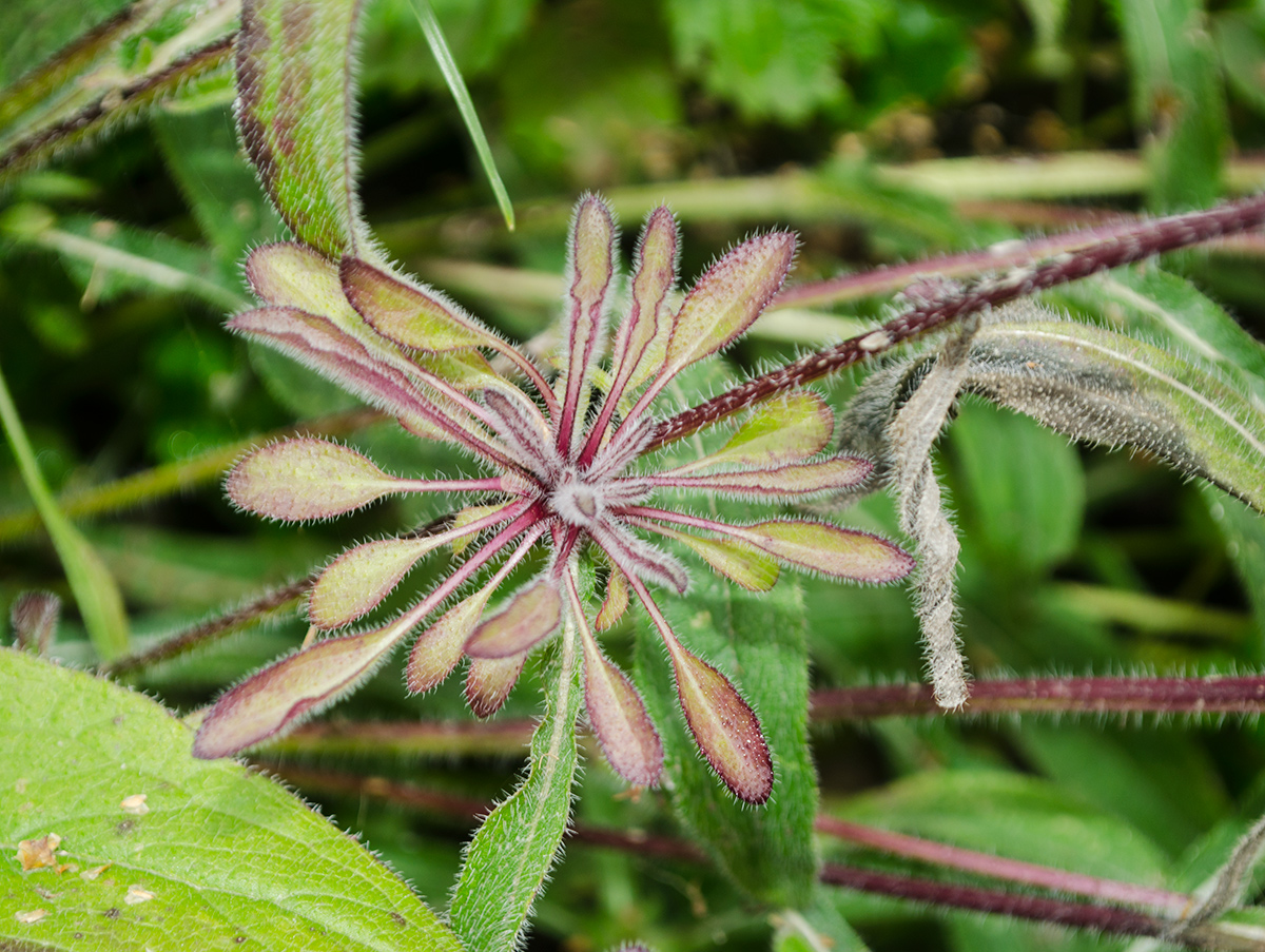 Image of Rudbeckia hirta specimen.