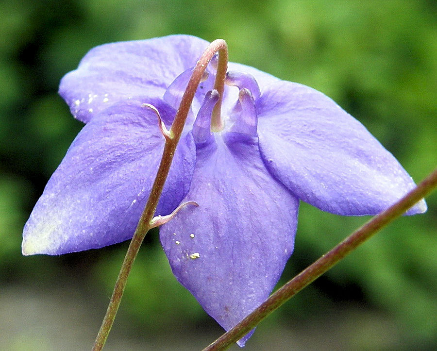 Изображение особи Aquilegia parviflora.