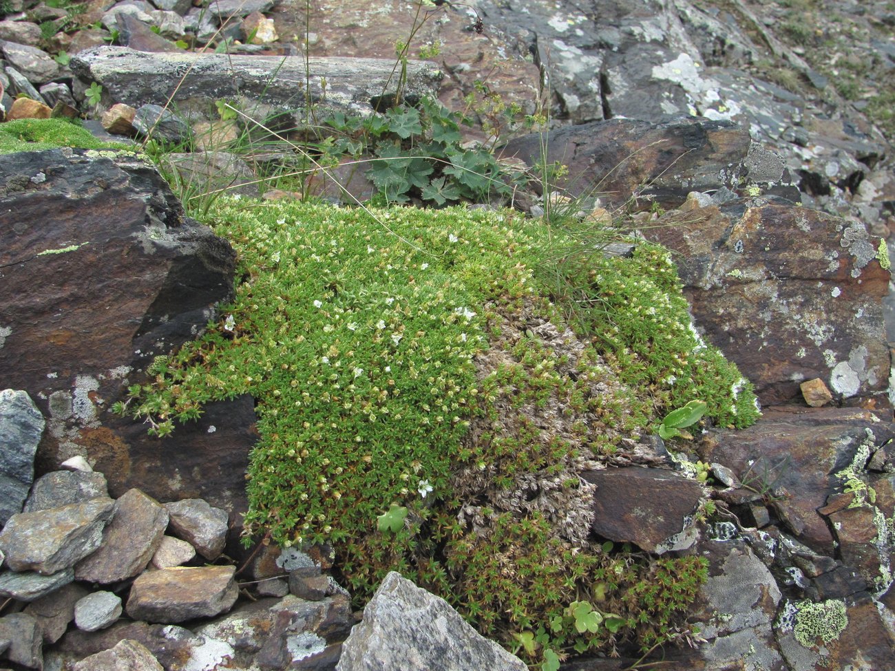 Image of Minuartia brotheriana specimen.