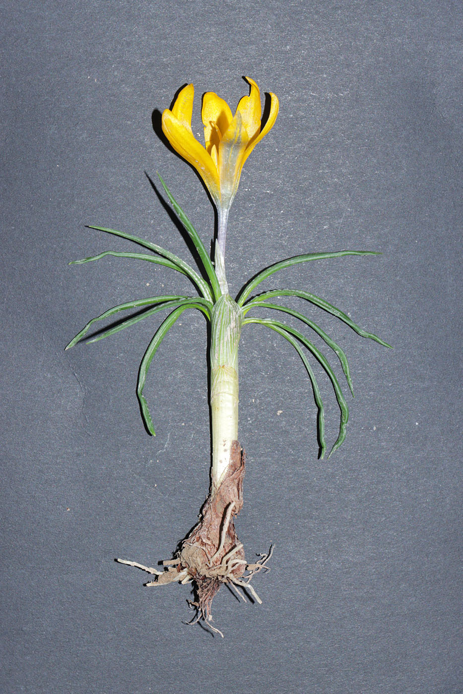 Image of Crocus korolkowii specimen.