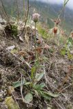 Erigeron acris subspecies botschantzevii. Отцветающее растение. Кабардино-Балкария, Черекский р-н, Кабардино-Балкарский высокогорный заповедник, Черек-Безенгийское ущелье, окр. альплагеря \"Безенги\", ≈ 2200 м н.у.м., отложенная боковая морена, альпийский луг. 17.08.2021.