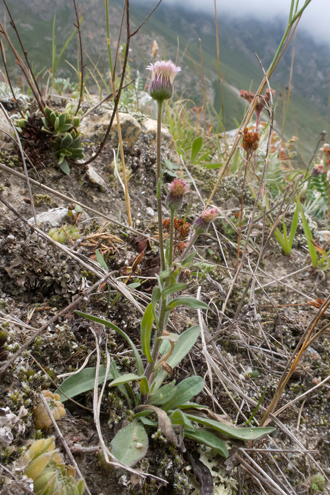 Image of Erigeron acris ssp. botschantzevii specimen.