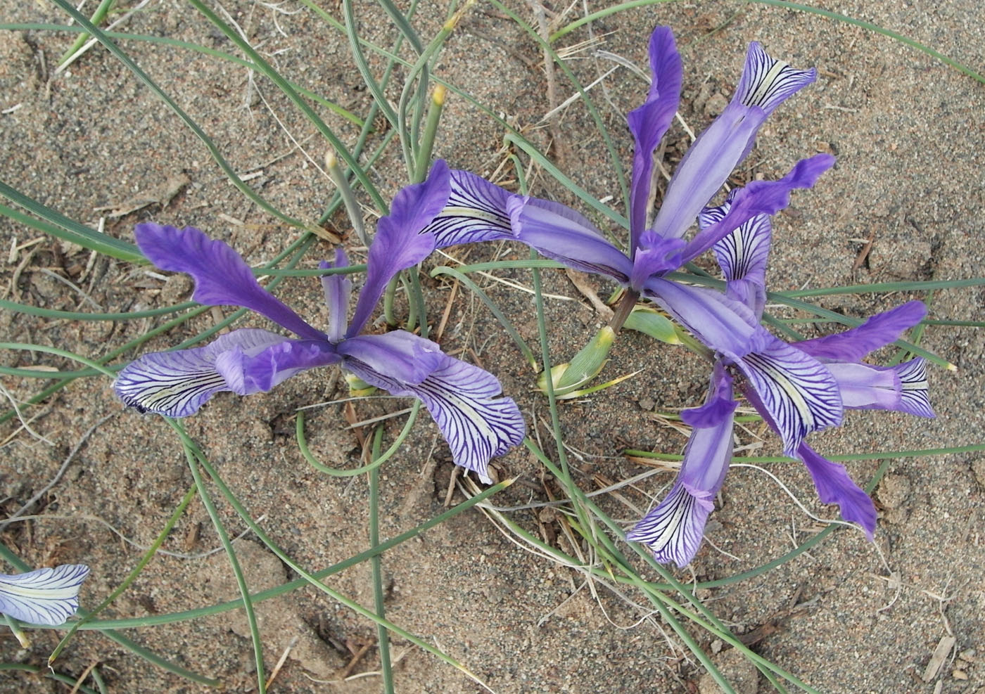 Изображение особи Iris tenuifolia.