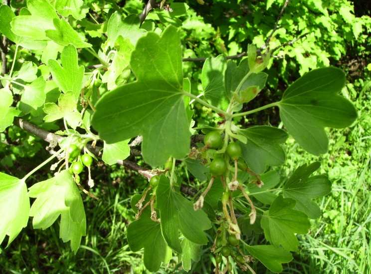 Image of Ribes aureum specimen.