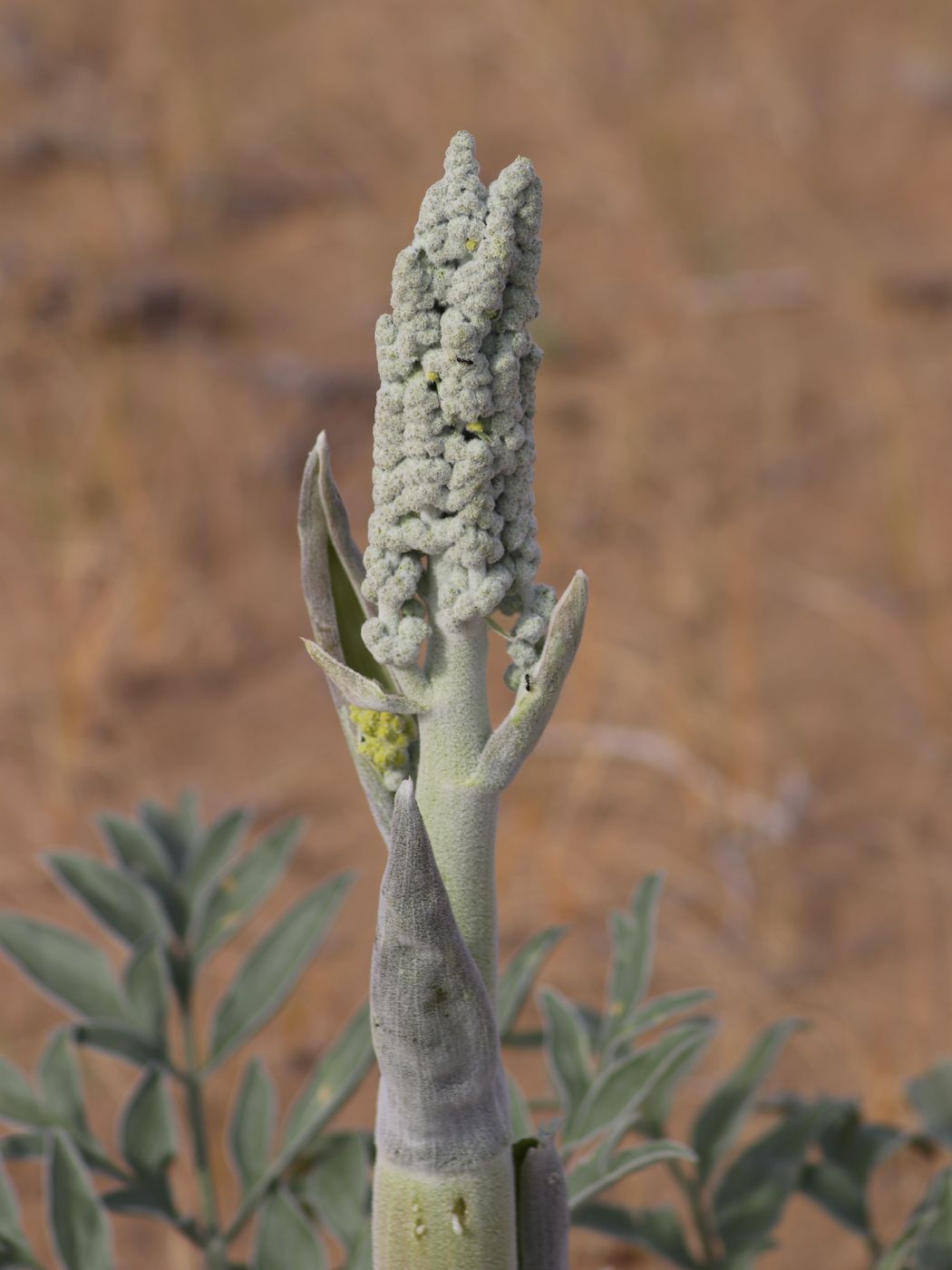 Image of Dorema sabulosum specimen.