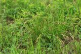 Carex pediformis