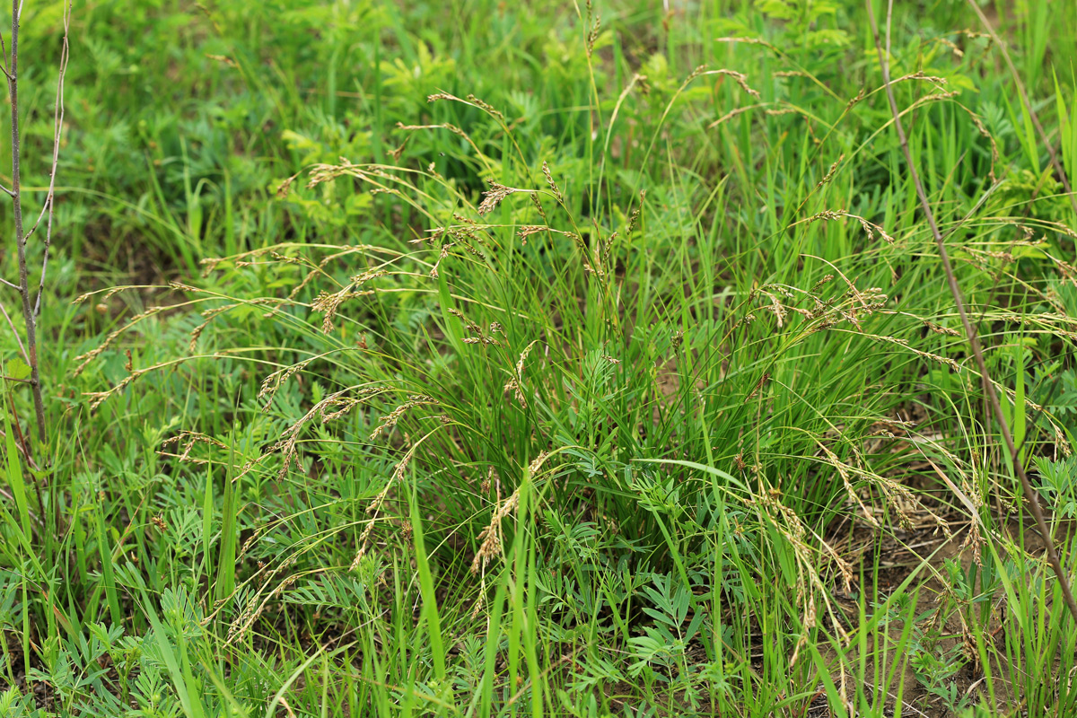 Изображение особи Carex pediformis.