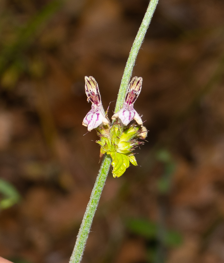 Изображение особи Stachys distans.