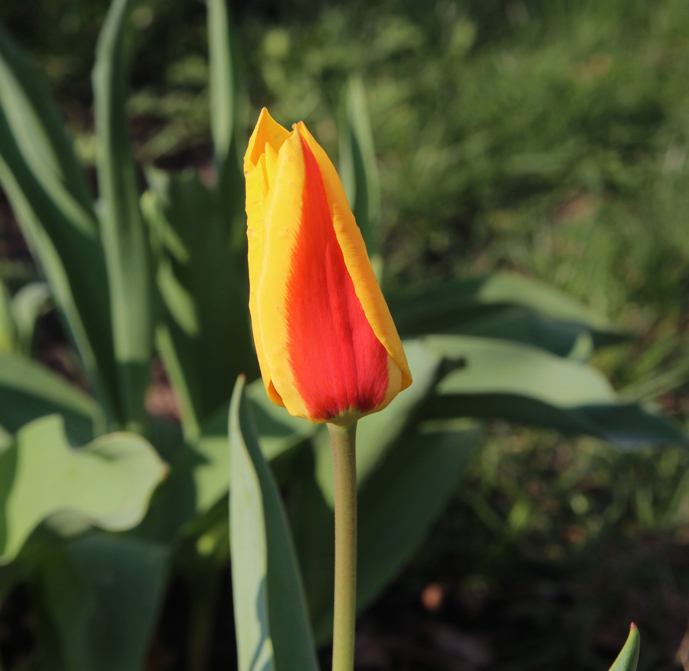 Изображение особи Tulipa tschimganica.