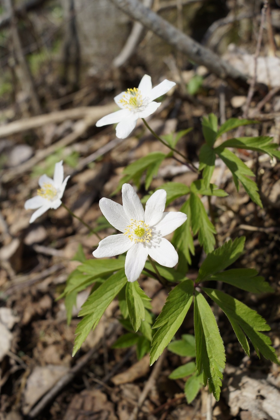 Image of Anemone nemorosa specimen.