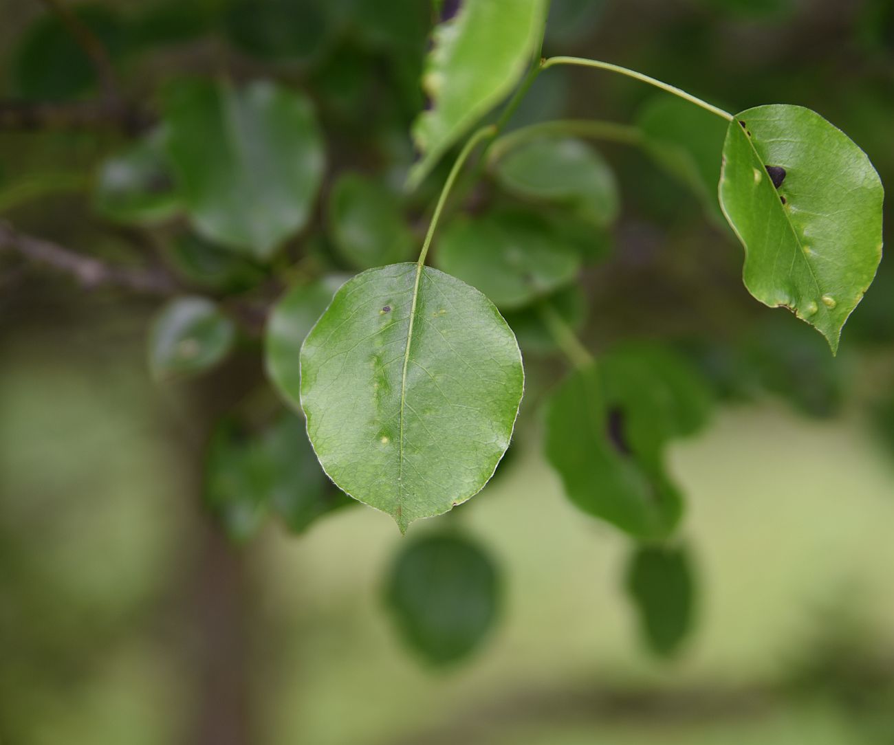 Image of Pyrus caucasica specimen.