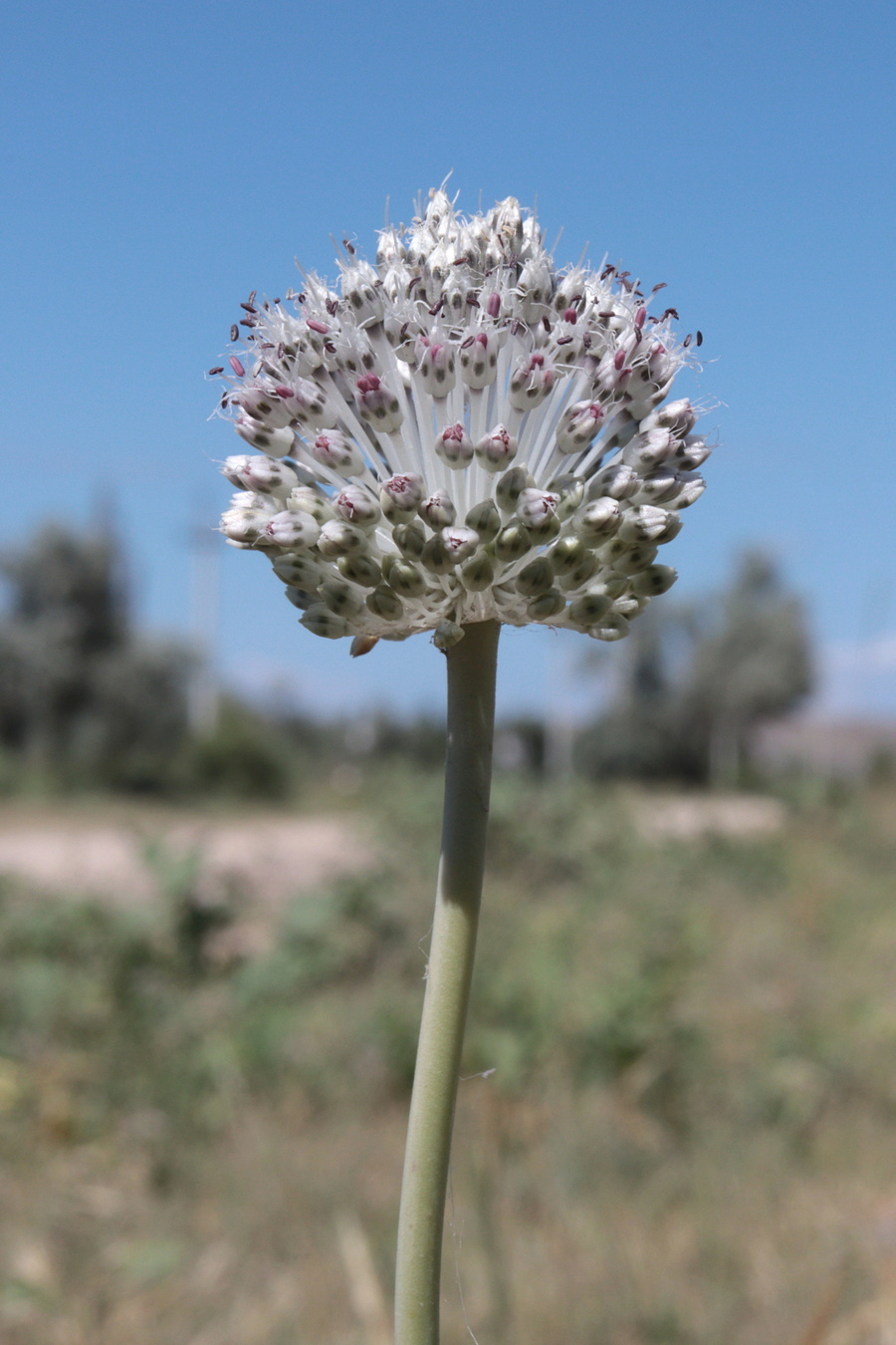 Image of Allium guttatum specimen.