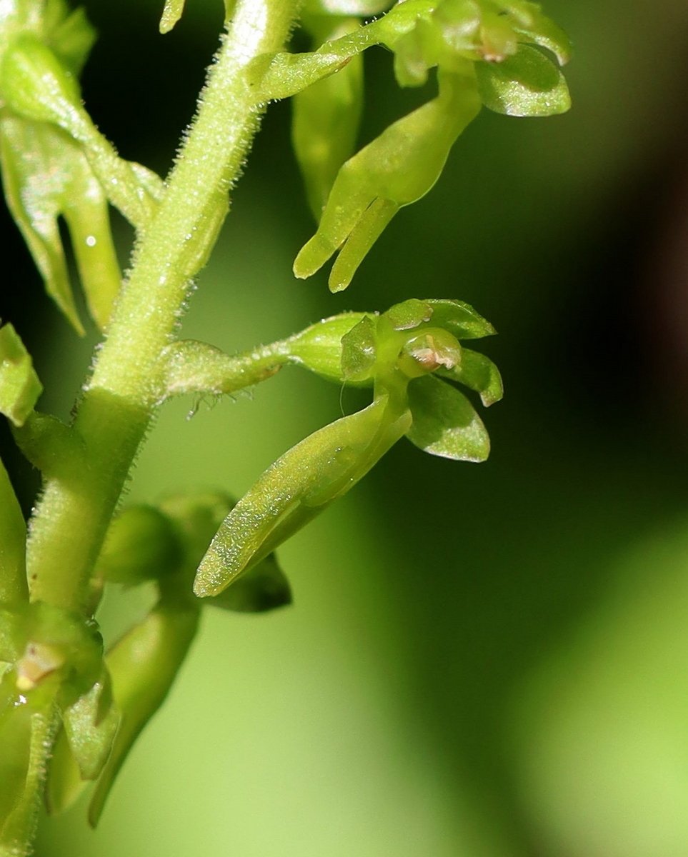 Изображение особи Listera ovata.