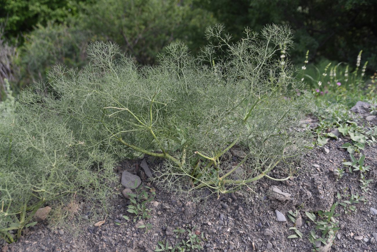 Image of Bilacunaria microcarpos specimen.