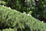 Cedrus deodara