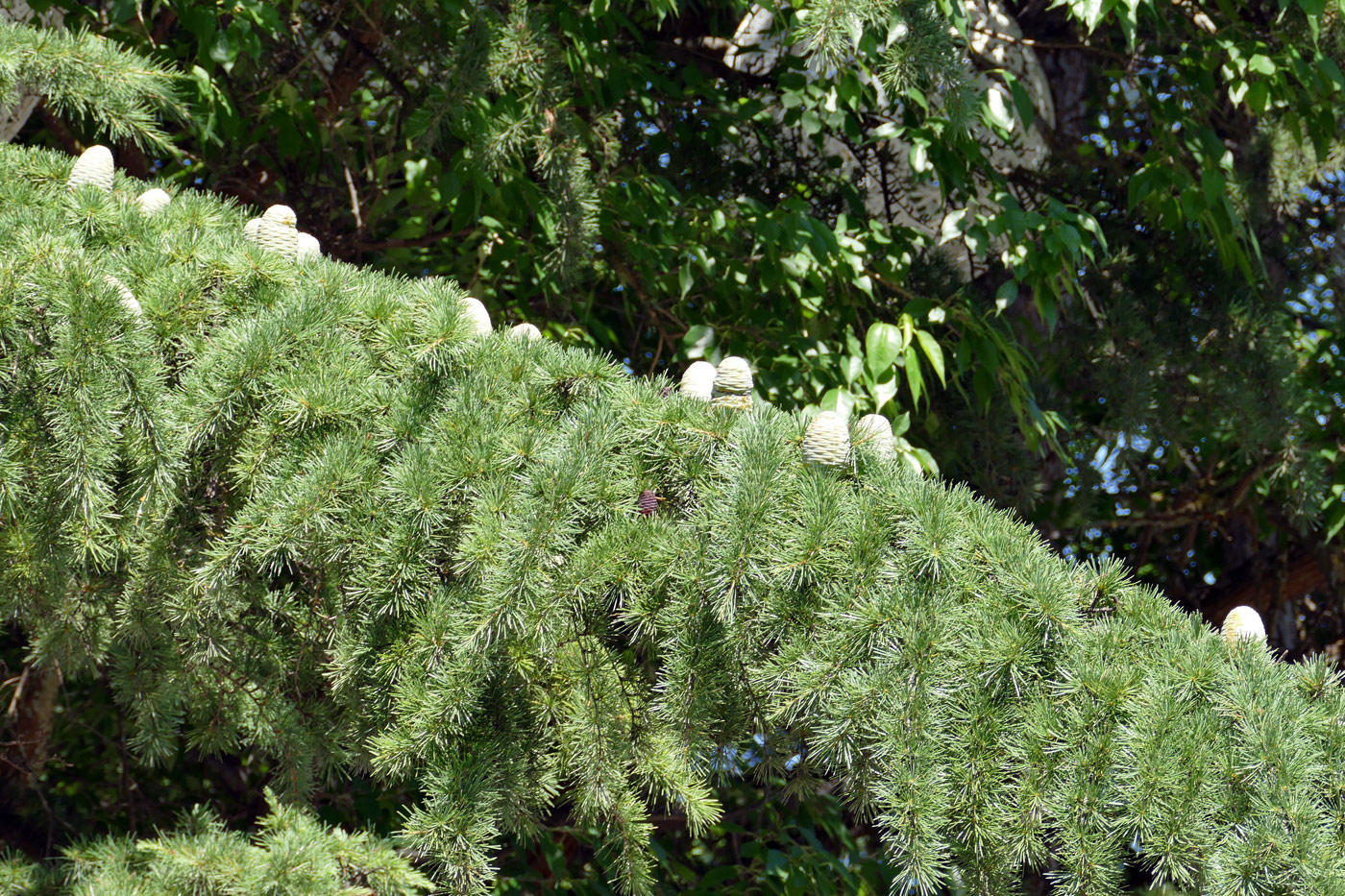 Image of Cedrus deodara specimen.