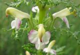 Pedicularis myriophylla. Фрагмент соцветия. Бурятия, Закаменский р-н, окр. с. Далахай. 20-22.07.2009.
