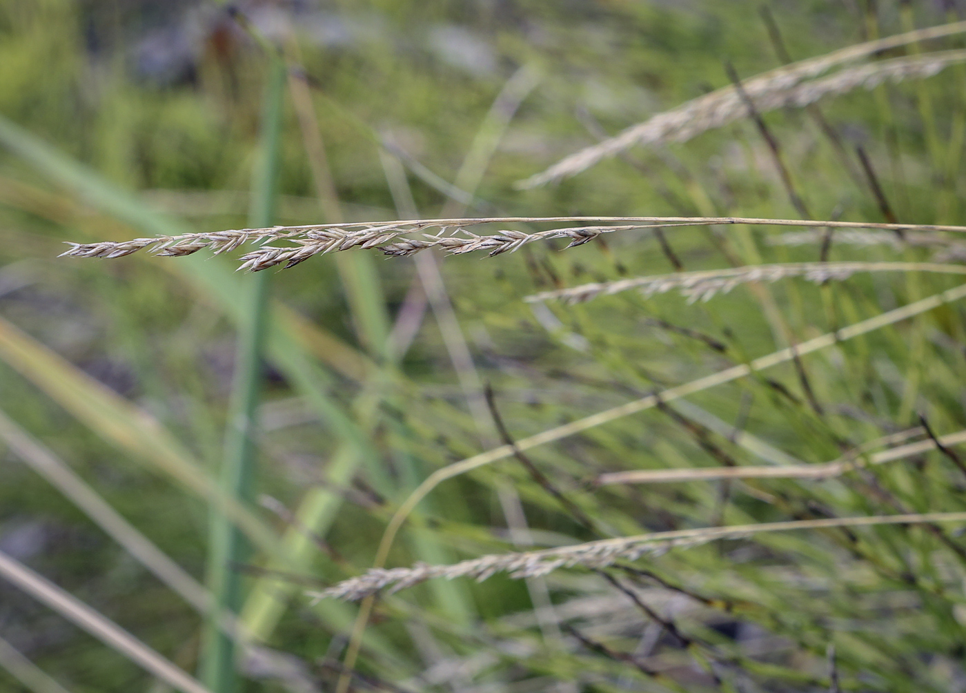 Изображение особи род Festuca.