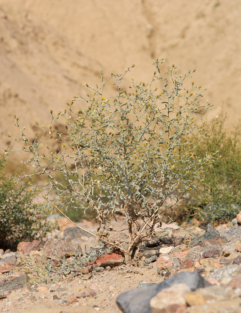 Изображение особи Pulicaria salviifolia.