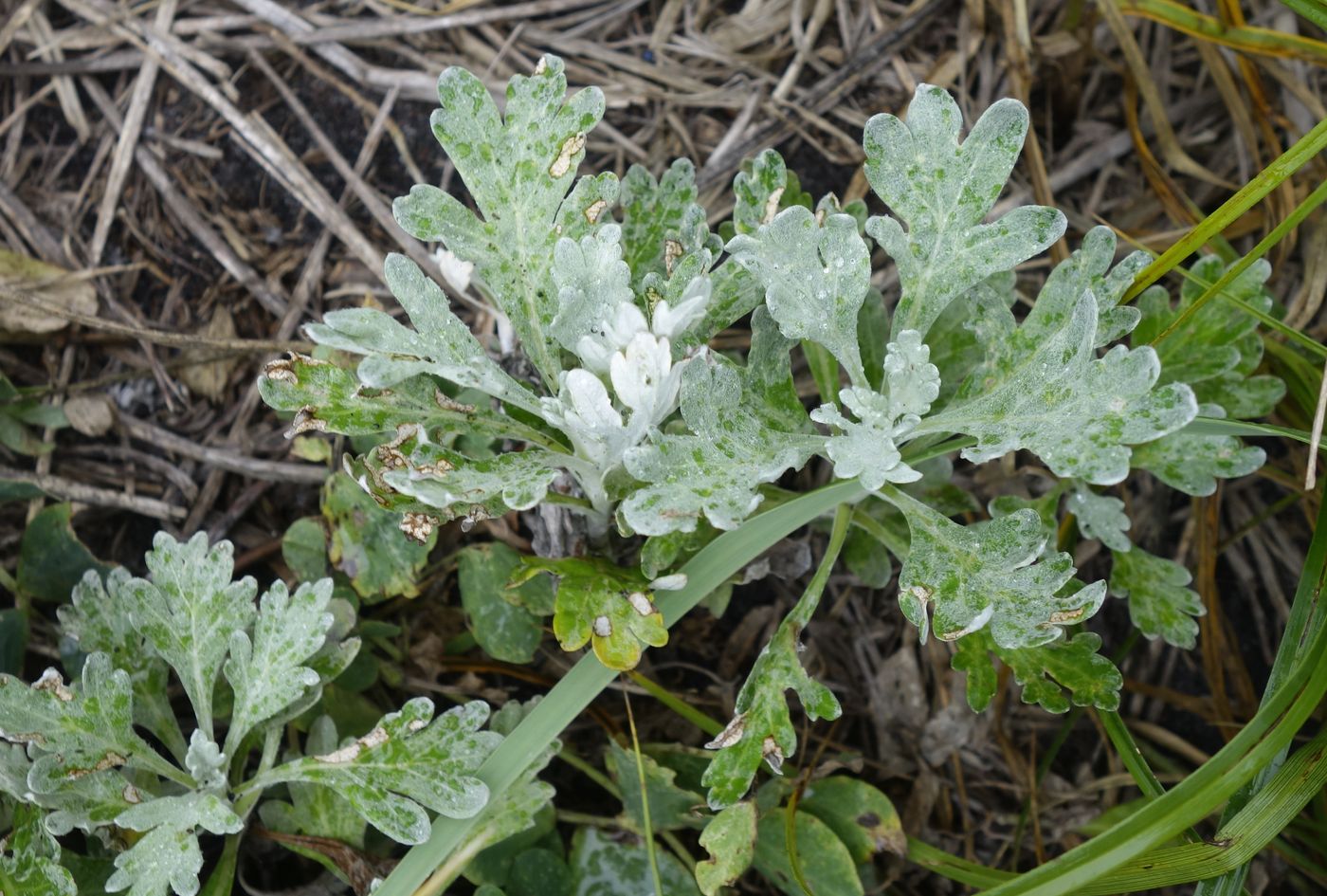 Image of Artemisia stelleriana specimen.