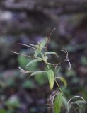 genus Epilobium