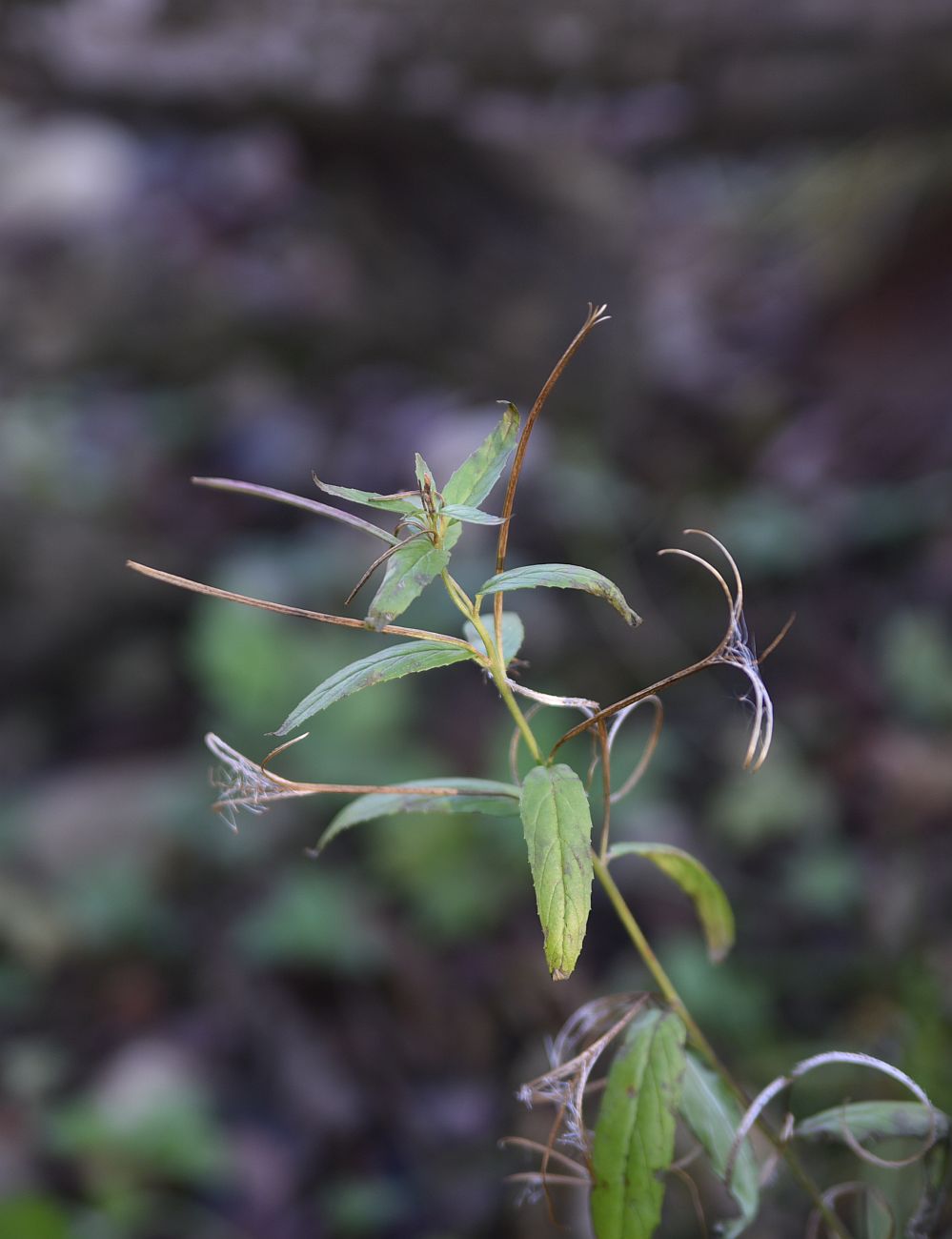 Image of genus Epilobium specimen.