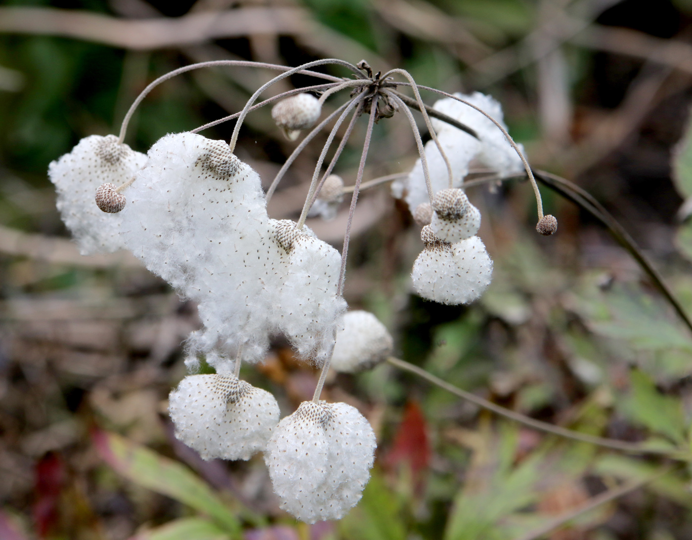 Image of Anemone hupehensis specimen.