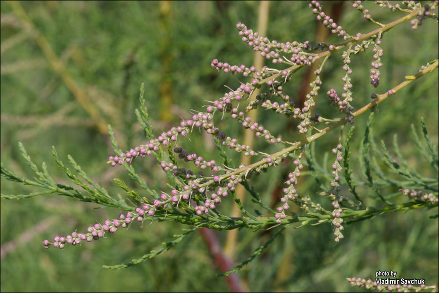 Image of Tamarix ramosissima specimen.