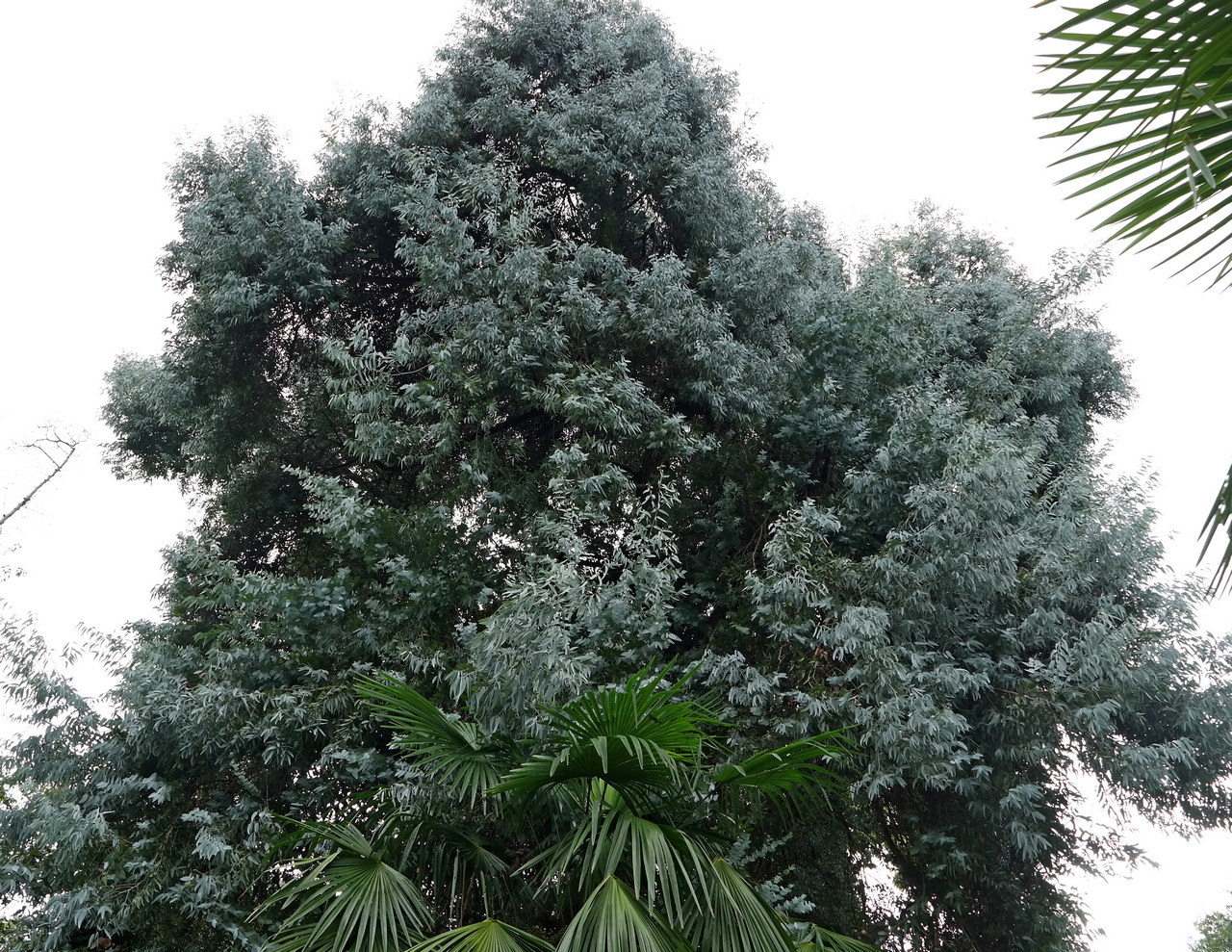 Image of genus Eucalyptus specimen.