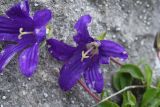 Campanula sosnowskyi