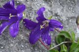 Campanula sosnowskyi. Цветки. Ингушетия, Джейрахский р-н, окр. перевала Цей-Лоам, ≈ 2200 м н.у.м, на скале известняка. 23 июня 2022 г.