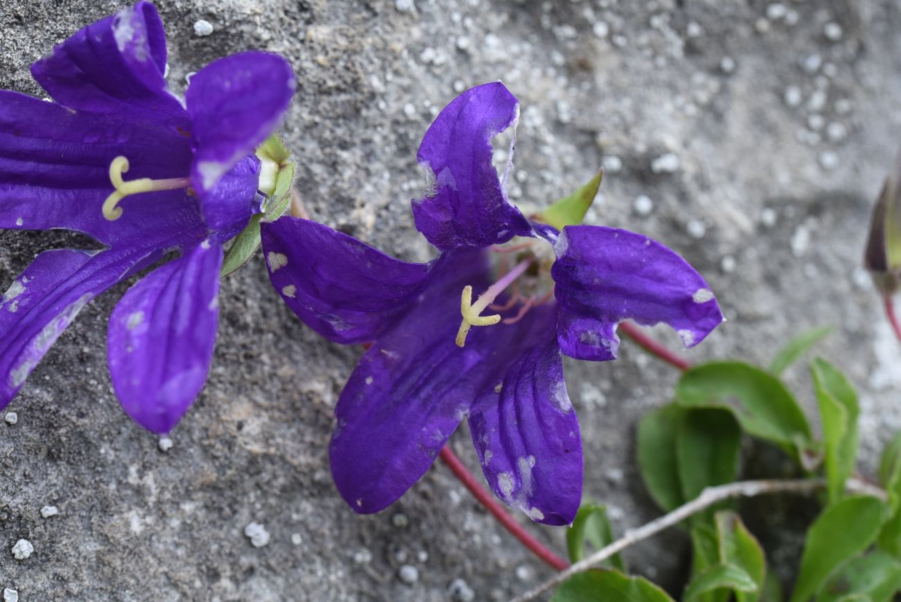 Изображение особи Campanula sosnowskyi.