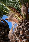 Phoenix canariensis